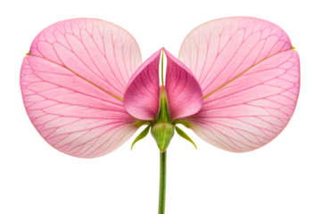 Symmetrical pink flower with translucent petals and veins isolated with transparent background