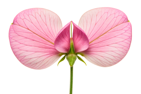 Symmetrical pink flower with translucent petals and veins isolated with transparent background