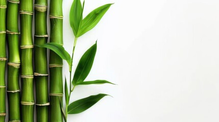 Close-Up of Bamboo in Grove: Unmanned Outdoor Scene with Sunlight, Zen Vibe for Spring/Summer Wallpaper