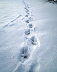 Animal Tracks in Fresh Snow Across Winter Landscape Highlighting Natural Beauty and Wildlife Footprints in Nature
