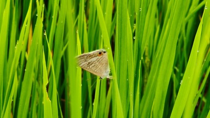 Milky rice in the rice terraces. Close up of young green rice grains with morning dew in a terraced paddy field, Fresh rice paddy in the morning with mountain background. Dewdrops cling to rice plants