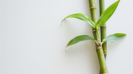 Obraz premium Close-Up of Bamboo in Grove: Unmanned Outdoor Scene with Sunlight, Zen Vibe for Spring/Summer Wallpaper