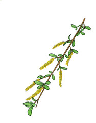 Obraz premium Blooming willow branch with catkins vector illustration