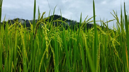 Milky rice in the rice terraces. Close up of young green rice grains with morning dew in a terraced paddy field, Fresh rice paddy in the morning with mountain background. Dewdrops cling to rice plants