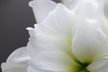 Obraz premium Close-up of Elegant White Flower Blossom with Soft Textures