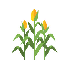 Healthy ripe corn stalks growing tall in a field with green leaves harvest agriculture food vector © artificial_azad!