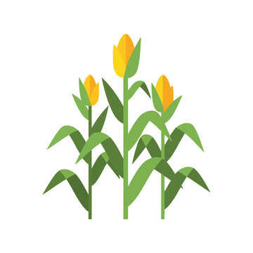 Healthy ripe corn stalks growing tall in a field with green leaves harvest agriculture food vector