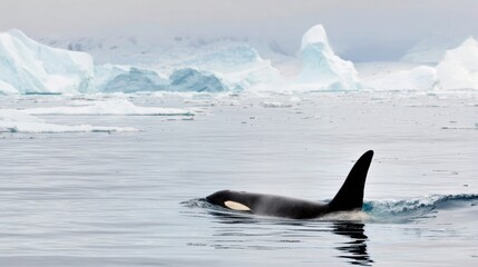 Fototapeta premium Premium Arctic Orca Swimming Near Icebergs Authentic Wildlife Grace and Power for Nature Conservation Marketing and Editorial Use