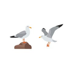 Two seagulls one standing on rock one flying coastal seabirds wildlife nature vector