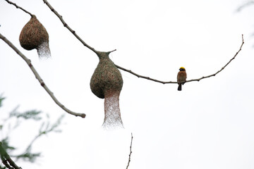 Bird Nest Hanging on Branch with Bird Perched Nearby in Nature