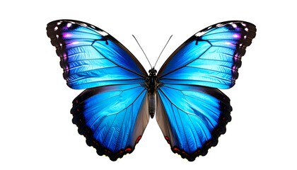 Vibrant blue butterfly