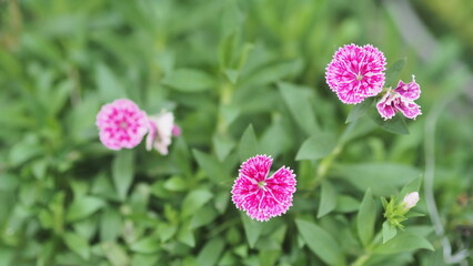 Fototapeta premium A cluster of vibrant pink and white fringed flowers, likely Dianthus, is captured with a soft focus, standing out against a backdrop of lush green foliage.