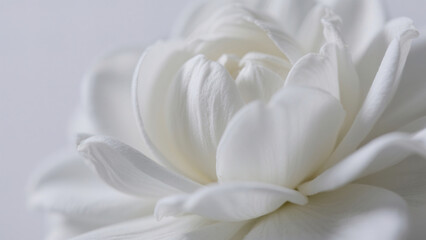 Obraz premium white tulip flower