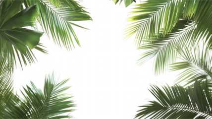 Lush green palm fronds framed against a deep background with copy space
