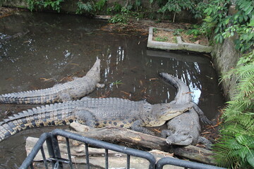 Crocodiles resting near the water in a captive pond, showcasing their rough scales and powerful tails. Concept of wildlife, predator, reptile, conservation, and natural habitat observation in a zoo