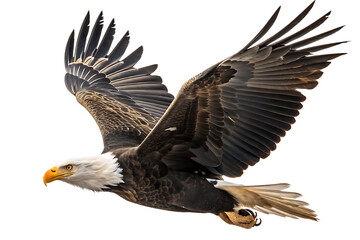 Obraz premium Bald Eagle in Flight isolated on transparent background