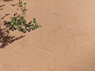 A green plant casts a shadow on a textured, terracotta-colored wall