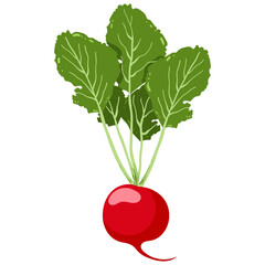 Fresh Radish Vector Illustration. Red Root Vegetable with Green Leaves.