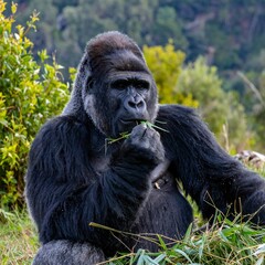 Large gorilla eating grass in a lush, green environment