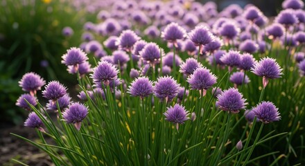 Close-up of vibrant purple chives in bloom.  Sunlight highlights the delicate flower clusters