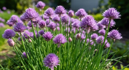 Close-up of vibrant purple chives in bloom