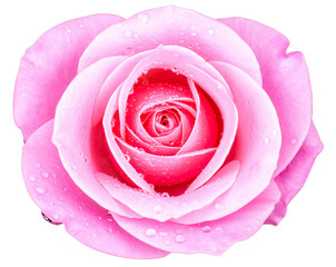  Vibrant Pink Rose with Water Droplets on Petals Isolated on Transparent Background PNG