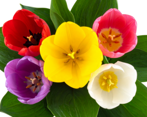 Five Tulips in Different Colors (Red, Yellow, Pink, Purple, White) with Green Stems Isolated on Transparent Background PNG