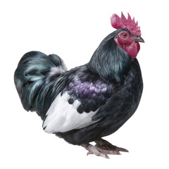 Fototapeta premium A detailed studio portrait of a black and white rooster with a red comb isolated on a transparent background