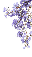 Close-up of a branch laden with delicate, light purple flowers