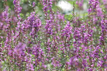 Fototapeta premium 風に揺れるミソハギ