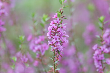 風に揺れるミソハギ