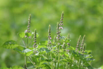風に揺れるトゥルシー