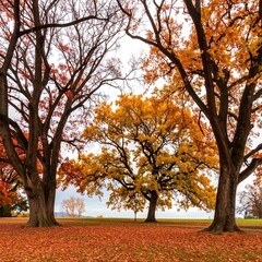 Autumn trees with vibrant fall foliage
