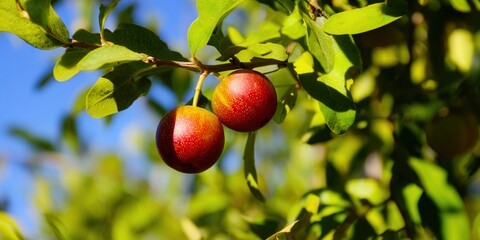 Obraz premium Two vibrant, ripe plums hang from a branch on a sunny day, ready to be picked.