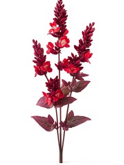Red salvia flower stalk with both open flowers and buds, white background.
