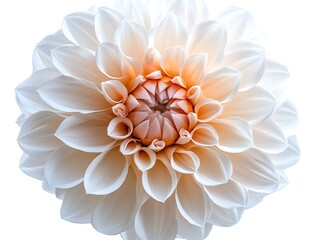 Close-up of a white dahlia in full bloom.
