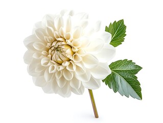A white dahlia with leaves on white background, studio light