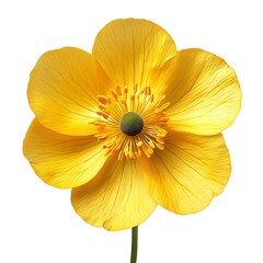 Close-up of a yellow buttercup flower with delicate petals, white background.

