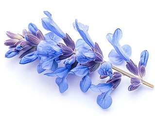 Blue salvia flower with delicate petals on a white background with studio lights.
