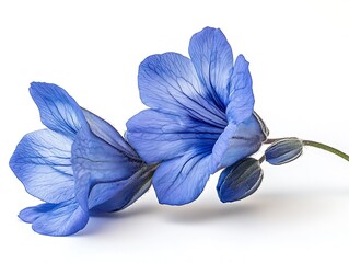 Close-up of a blue salvia flower with delicate petals on a white background.
