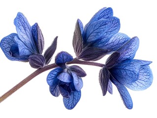Close-up of delicate blue salvia petals
