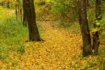 A scenic woodland trail blanketed with vibrant yellow autumn leaves, surrounded by green foliage and tall trees, creating a peaceful seasonal landscape.