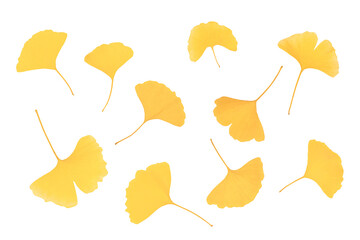 Yellow-leafed gingko leaves Autumn image