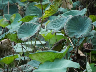 green leaves in the garden