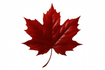 Vibrant red maple leaf, a symbol of canada, isolated on a transparent background, perfect for designs related to canadian identity, nature, or autumn