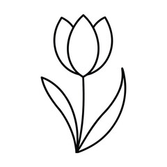 Elegant tulip line art drawing clean vector floral silhouette illustration