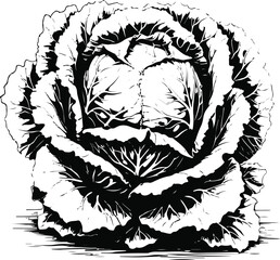 Cabbage plant with layered leaves forming head, detailed black line art, white base