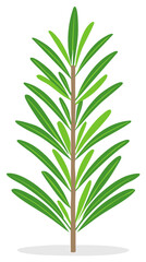 Fototapeta premium Stylized Rosemary Branch Illustration with Green Leaves for Culinary and Herbal Themes