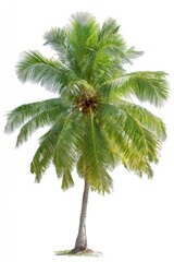 Fototapeta premium Lush palm tree with green fronds and coconuts against a bright white background. Tropical, isolated, tree silhouetted against the sky