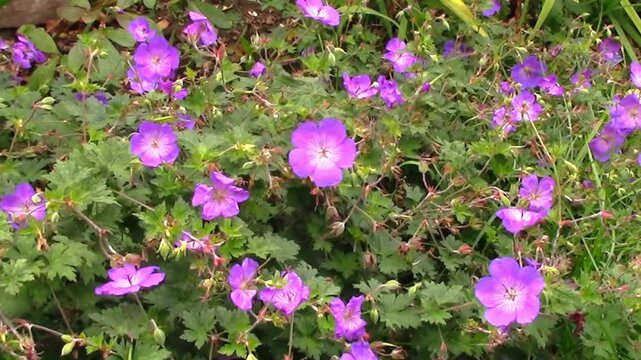 Geranium pratense growing in an English cottage garden